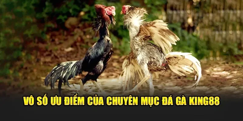 Ưu điểm của chuyên mục đá gà King88